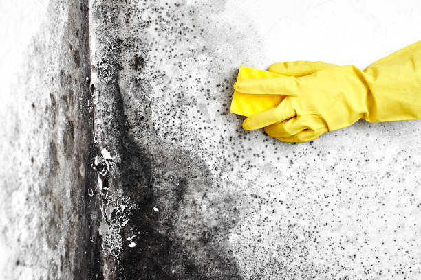 Best Certified Mold Removal  in Pheasant Run, OH