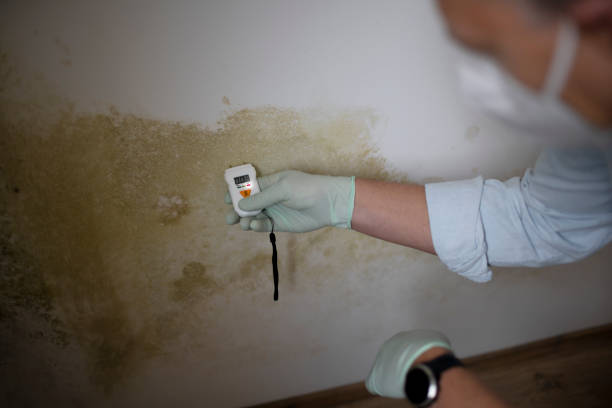Office Mold Removal Services in Pheasant Run, OH