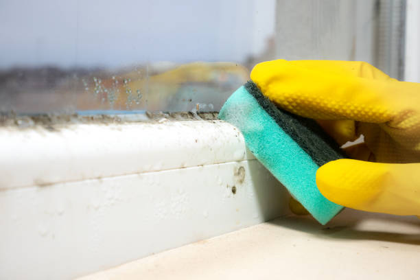 Professional Mold Removal in Pheasant Run, OH